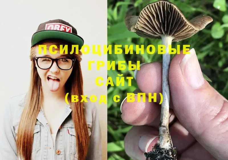 Псилоцибиновые грибы Psilocybe  где купить наркоту  Артёмовск 